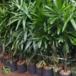 Palm waregu 1 polyback