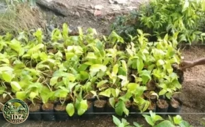 Philo centong 1 polyback