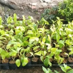 Jual Pohon Philo centong Harga Rp. 7000an