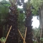 Pohon lontar 2 sampai 3 meter