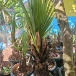Pohon lontar Batang keras 50 cm, diameter lingkar batang 20 cm