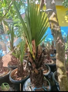 Pohon lontar Batang keras 50 cm, diameter lingkar batang 20 cm