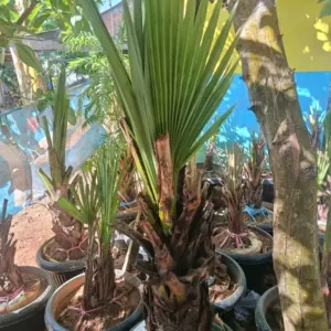 Jual Pohon lontar Ukuran 50 cm batang hingga 2 Meter Harga Mulai Rp. 2.000.000an