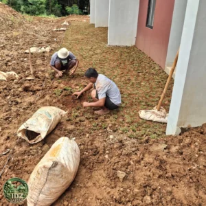 Foto hasil kerja Proyek Penanaman Rumput Taman di Perumahan Bogor
