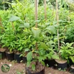 Bibit Tekomaria
