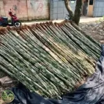 Harga Bambu Jepang