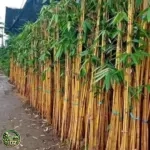 Harga Bambu Kuning