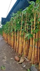 Jual Tanaman Bambu Kuning Harga Rp. 45.000/Rumpun