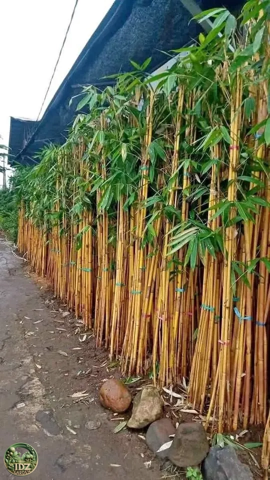 Harga Bambu Kuning