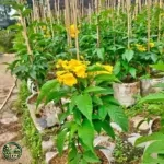 Harga Bibit Tekomaria