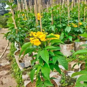 Jual Tanaman Tekomaria Harga Mulai Rp. 25.000an