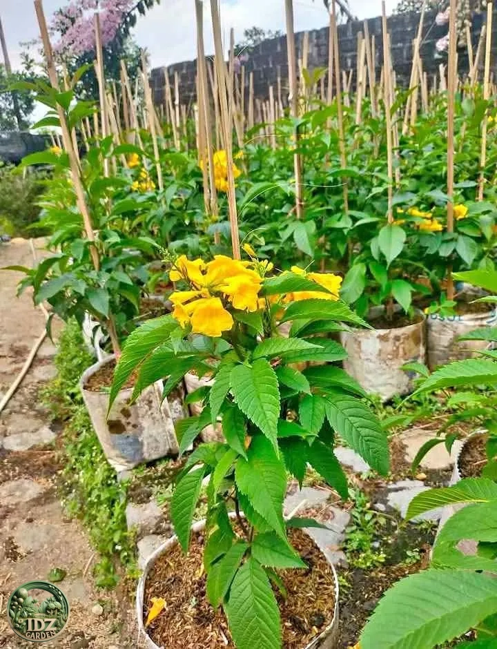 Harga Bibit Tekomaria