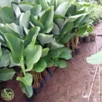 Harga Pisang Calatea Luthea