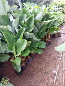 Jual Pohon Pisang Calatea Luthea Tinggi 50 Cm - 1 Meter