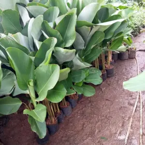Jual Pohon Pisang Calatea Lutea Tinggi 50 Cm – 1 Meter