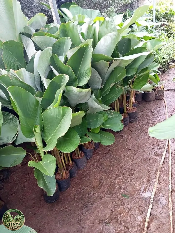 Harga Pisang Calatea Luthea