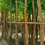 Harga Pohon Angsana