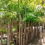 Harga Pohon Angsana Tinggi 4 Meter