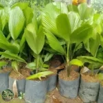 Harga Pohon Palem Kol