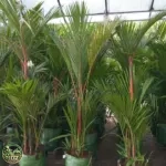 Harga Pohon Palem merah
