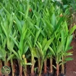 Harga Pohon Pisang Bali