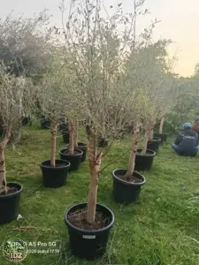 Jual Pohon Zaitun (Olive Tree) Harga Mulai Rp.1.500.000