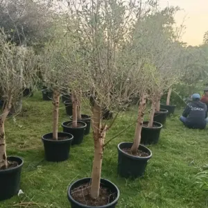 Jual Pohon Zaitun (Olive Tree) Harga Mulai Rp.1.500.000