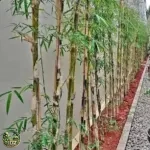 Jual Bambu Jepang Untuk Pagar