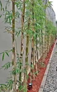 Jual Tanaman Bambu Jepang Harga Rp. 45.000/Rumpun