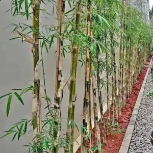 Jual Tanaman Bambu Jepang Harga Rp. 45.000/Rumpun