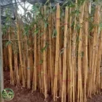 Jual Bambu Kuning Pagar
