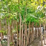 Jual Pohon Angsana