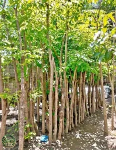 Jual Pohon Angsana Diameter Besar Harga Mulai Rp.350.000