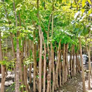 Jual Pohon Angsana Diameter Besar Harga Mulai Rp.350.000
