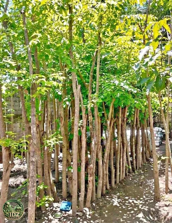 Jual Pohon Angsana