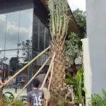 Jual Pohon Kurma