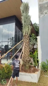 Jual Pohon Kurma Siap Kirim Untuk Masjid