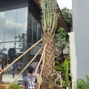 Jual Pohon Kurma Siap Kirim Untuk Masjid