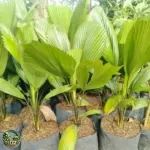 Jual Pohon Palem Kol