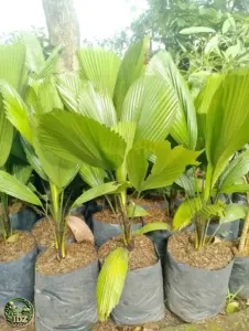 Jual Pohon Palem Kol (Palem Kipas) Tinggi 30 cm - 1 meter