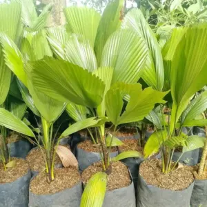 Jual Pohon Palem Kol (Palem Kipas) Tinggi 30 cm – 1 meter