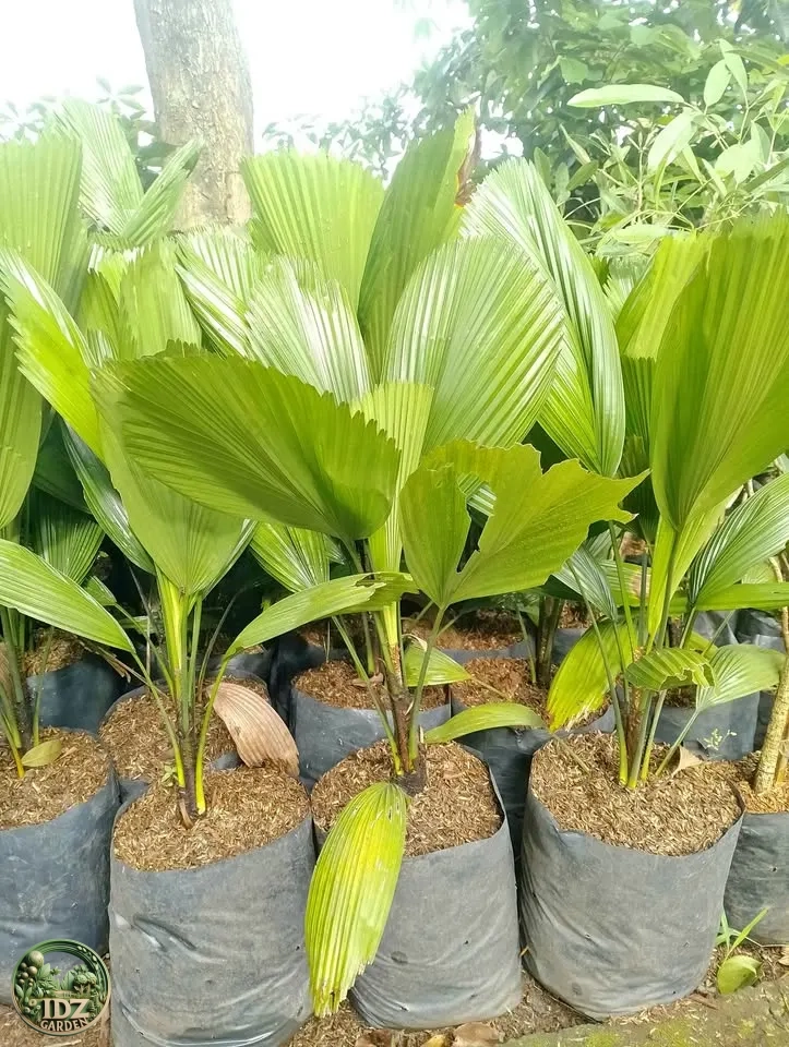 Jual Pohon Palem Kol