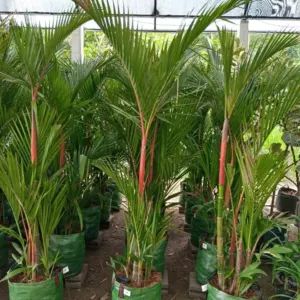 Jual Pohon Palem Merah Tinggi 50 cm – 3 Meter