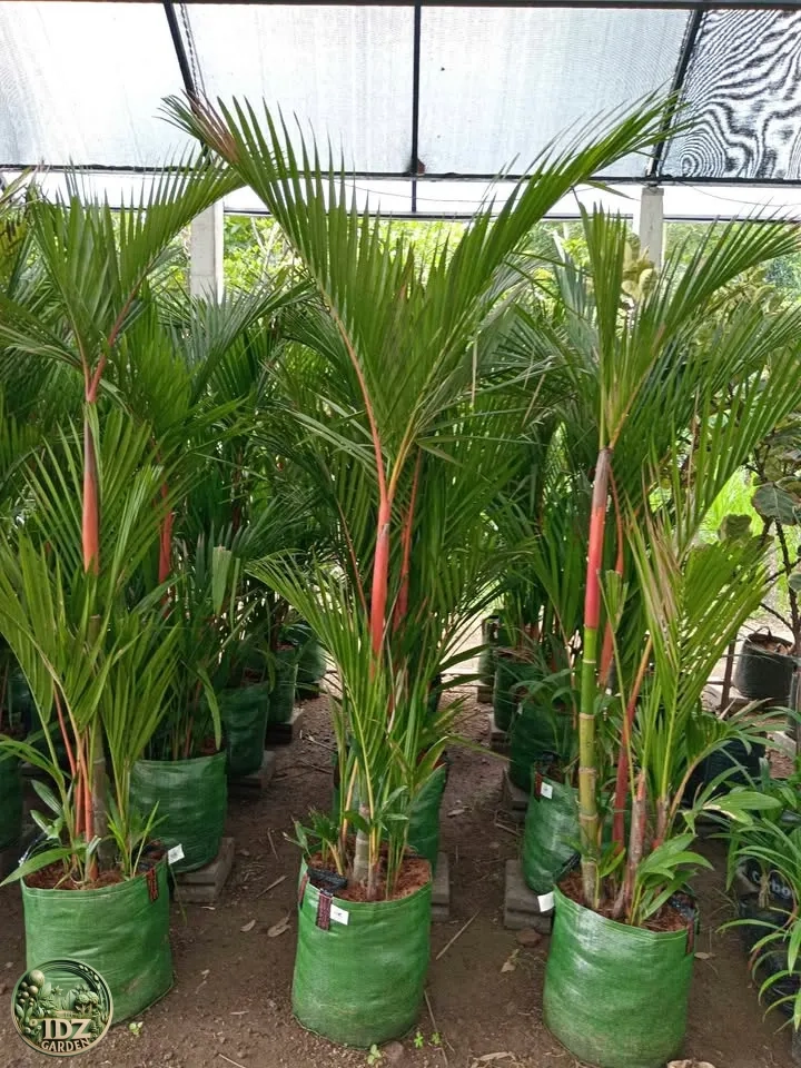 Jual Pohon Palem Merah