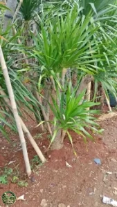 Jual Tanaman Pandan Bali - Pohon Pandan Bali Bercabang Murah