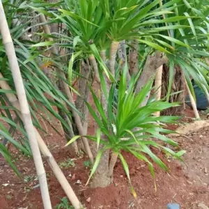 Jual Tanaman Pandan Bali – Pohon Pandan Bali Bercabang Murah