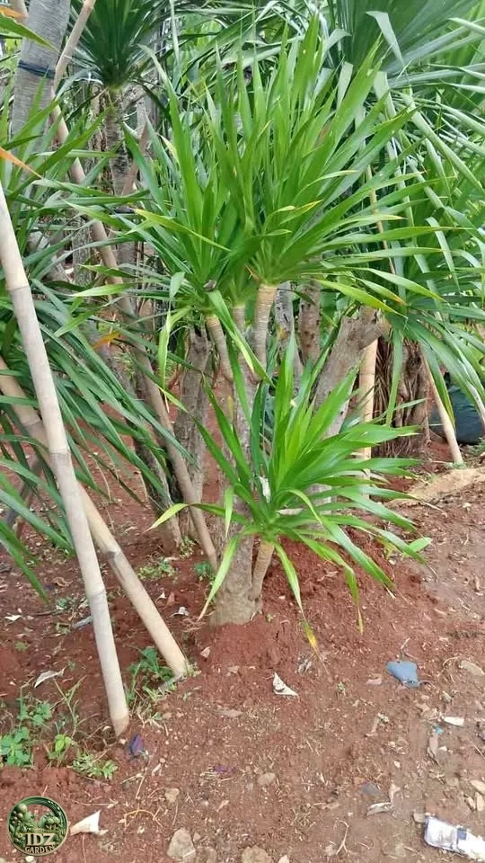Jual Pohon Pandan Bali Bercabang