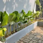 Jual Pohon Pisang Calatea Lutea Tinggi 50 Cm – 1 Meter - foto 2
