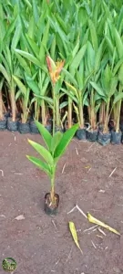 Jual Pohon Pisang Bali (Heliconia Collinsiana) Pisang Karibay Betet