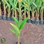 Jual Pohon Pisang Heliconia
